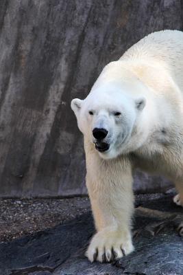 Read Online Here Comes the Polar Bear Journal: 150 Page Lined Notebook/Diary -  file in ePub