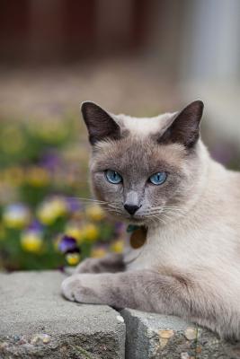 Download Purebred Lilac Point Siamese Cat Sitting on the Garden Wall Pet Journal: 150 Page Lined Notebook/Diary -  | PDF