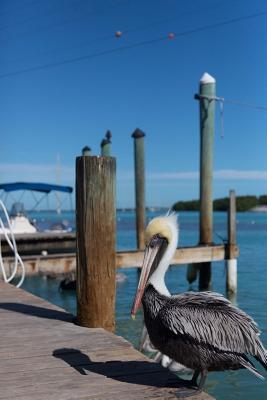 Full Download Cool Pelican in Key West Florida USA Bird Journal: 150 Page Lined Notebook/Diary -  | PDF