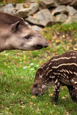 Read Online Mother and Baby Tapir Animal Journal: 150 Page Lined Notebook/Diary - CS Creations | PDF