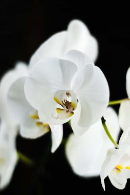 Read Brilliant White Orchid on a Black Background Journal: Take Notes, Write Down Memories in This 150 Page Lined Journal - Flower Lovers Journal file in ePub