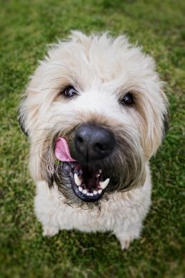 Download Dog: Notebook with Puppies for Girls Kids Adults, Cute Puppy Composition Journal, Sketchbook (Blank, 110 Pages, 6 x 9) (Puppy Notebooks) -  file in ePub