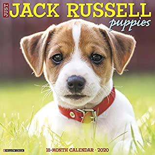 Full Download Just Jack Russell Puppies 2020 Wall Calendar (Dog Breed Calendar) - Willow Creek Press file in PDF
